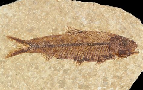 wyoming fossil fish for sale.